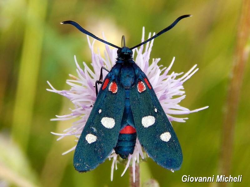 Zygaena filipendulae ed ephialtes